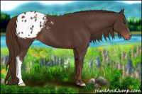 Horse Color:Liver Chestnut Appaloosa 