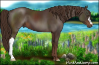 Horse Color:Liver Chestnut 