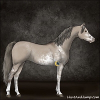 Horse Color:Liver Red Dun Mushroom Sabino Rabicano 