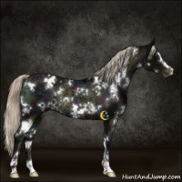 Horse Color:White Spotted Midnight Chocolate Palomino Ice Mushroom Sabino Appaloosa Rabicano 