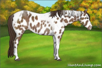 Horse Color:Liver Chestnut Sabino Tobiano Appaloosa