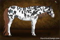Horse Color:White Spotted Liver Chestnut Appaloosa Rabicano