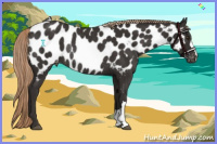 Horse Color:Liver Chestnut Near Leopard Rabicano 
