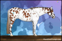 Horse Color:White Spotted Liver Chestnut Appaloosa 