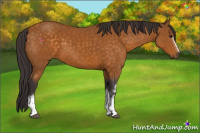 Horse Color:White Spotted Buckskin Tobiano 
