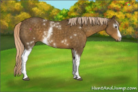 Horse Color:White Spotted Chocolate Palomino 