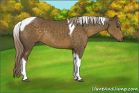 Horse Color:Chocolate Palomino Sabino Tobiano
