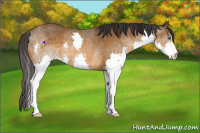 Horse Color:Buckskin Splash Rabicano