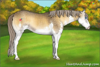 Horse Color:Chocolate Palomino Onyx Splash Rabicano 