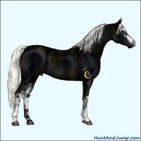 Horse Color:White Spotted Midnight Liver Chestnut Ice Mushroom 