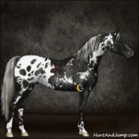 Horse Color:White Spotted Liver Chestnut Ice Mushroom Appaloosa 