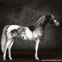 Horse Color:White Spotted Midnight Chocolate Palomino Ice Mushroom Splash Tobiano 