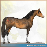 Horse Color:Buckskin 