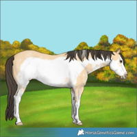 Horse Color:Buckskin Sabino Frame Rabicano 