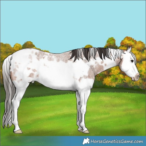 Horse Color:White Spotted Bay Roan Splash Frame Rabicano 