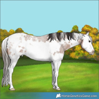 Horse Color:White Spotted Bay Roan Splash Frame Rabicano 