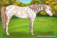 Horse Color:Gold Champagne Appaloosa and Gold Champagne Appaloosa