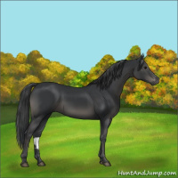 Horse Color:Black 