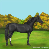 Horse Color:Black 