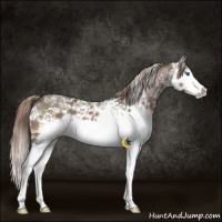 Horse Color:White Spotted Liver Chestnut Sabino Splash 