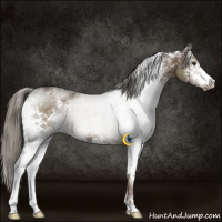 Horse Color:White Spotted Liver Chestnut Mushroom Sabino 