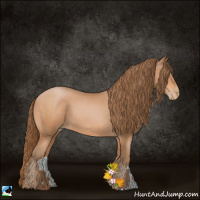 Horse Color:Bay Pearl 