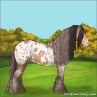 Horse Color:Amber Champagne Appaloosa  and Amber Champagne Appaloosa 