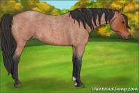Horse Color:Bay Roan 