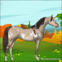 Horse Color:White Spotted Liver Red Dun 