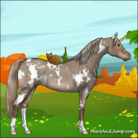 Horse Color:White Spotted Liver Red Dun Roan