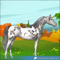 Horse Color:Brown Dun Tobiano Appaloosa 