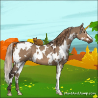 Horse Color:White Spotted Liver Red Dun 