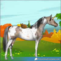 Horse Color:White Spotted Brown Dun Tobiano 