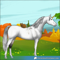 Horse Color:Gray Brown Dun Tobiano