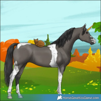 Horse Color:Grullo Tobiano