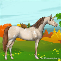 Horse Color:White Spotted Buckskin Roan Pearl Dun Rabicano