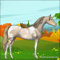 Horse Color:White Spotted Liver Red Dun Pearl Tobiano 