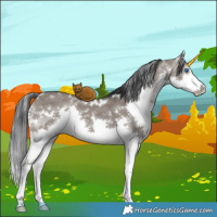 Horse Color:White Spotted Grullo Splash 