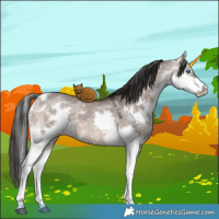 Horse Color:White Spotted Brown Dun Splash 