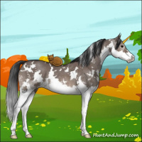 Horse Color:White Spotted Brown Dun Splash