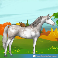Horse Color:White Spotted Silver Grullo Ice Splash