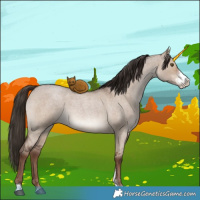 Horse Color:Liver Red Dun Roan Sabino 