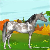 Horse Color:White Spotted Brown Dun 