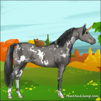Horse Color:White Spotted Grullo Ice 