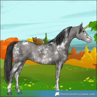 Horse Color:White Spotted Grullo Ice Sabino