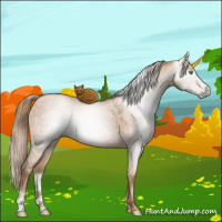 Horse Color:Gray Gold Champagne Dun Sabino 