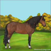 Horse Color:Bay 