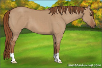 Horse Color:Red Dun