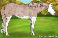 Horse Color:Chestnut Ice Splash Rabicano 