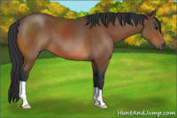 Horse Color:Bay 